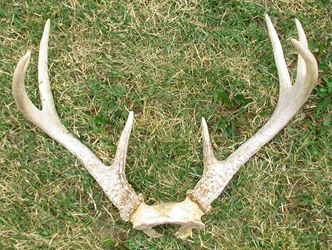 Deer Antler Rack Set: X-Large (8+ points ) 